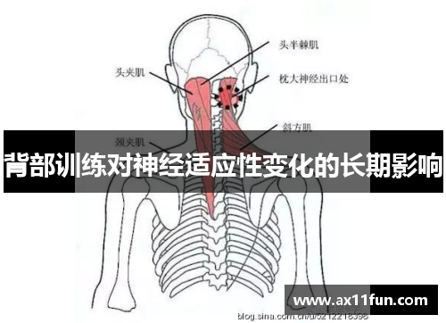 背部训练对神经适应性变化的长期影响